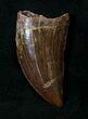 Carcharodontosaurus Tooth - Fine Serrations #18968-1